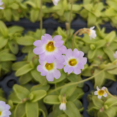 Pinguicula primuliflora butterwort flowers in pale lavender with yellow centers over green rosettes.