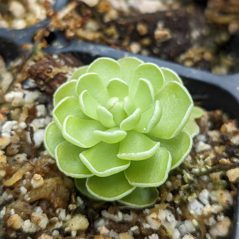 Lime green Pinguicula esseriana butterwort rosette with fleshy rounded leaves in a gritty soil mix