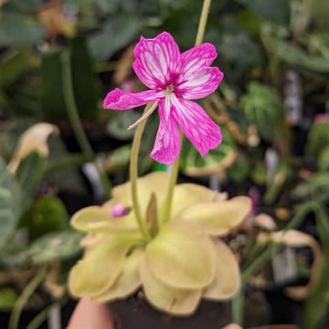 Pinguicula moranensis Superba butterwort with magenta striped flower atop a slender stem above a pale green rosette.