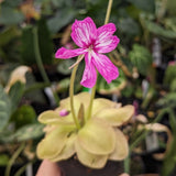  Pinguicula moranensis 'superba' butterwort, Butterwort, carnivorous plant, gnat eating plant, beginner plant, fungus gnat eating plant, easy to grow, ping, Mexican butterwort pink modeled and marbled delicate flower with interesting pink and white mixed patterns, ping plant.