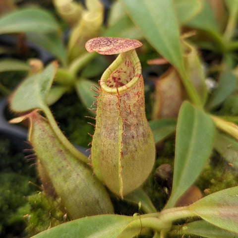 Nepenthes eymae x veitchii Cobra pitcher plant with a tall green pitcher and a pinkish brown speckled lid