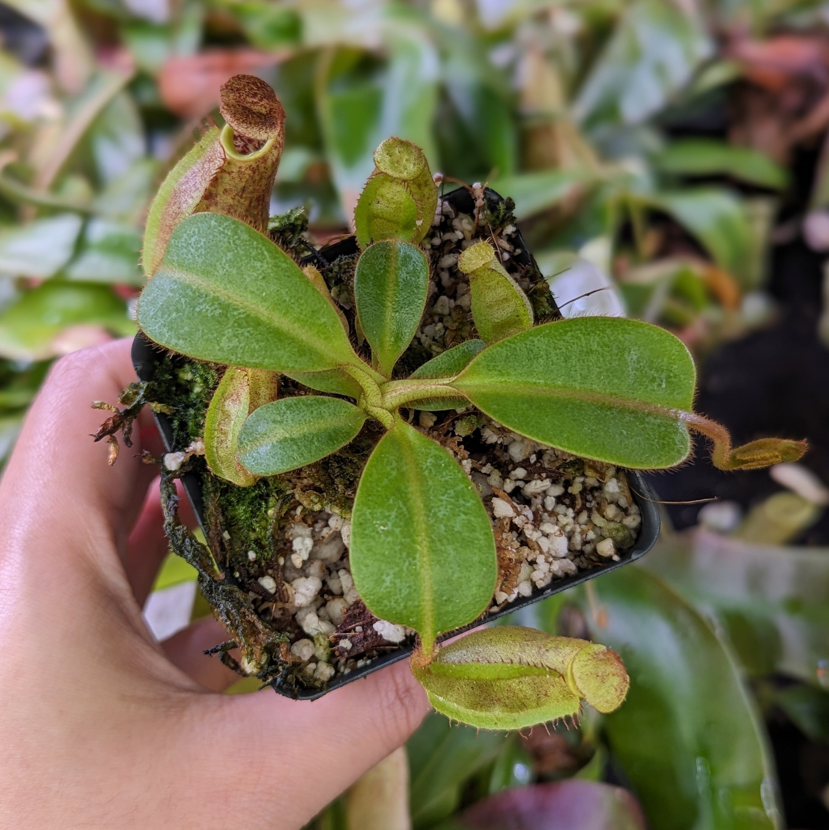 Nepenthes eymae EP x veitchii Cobra, CAR-0336 – Carnivero