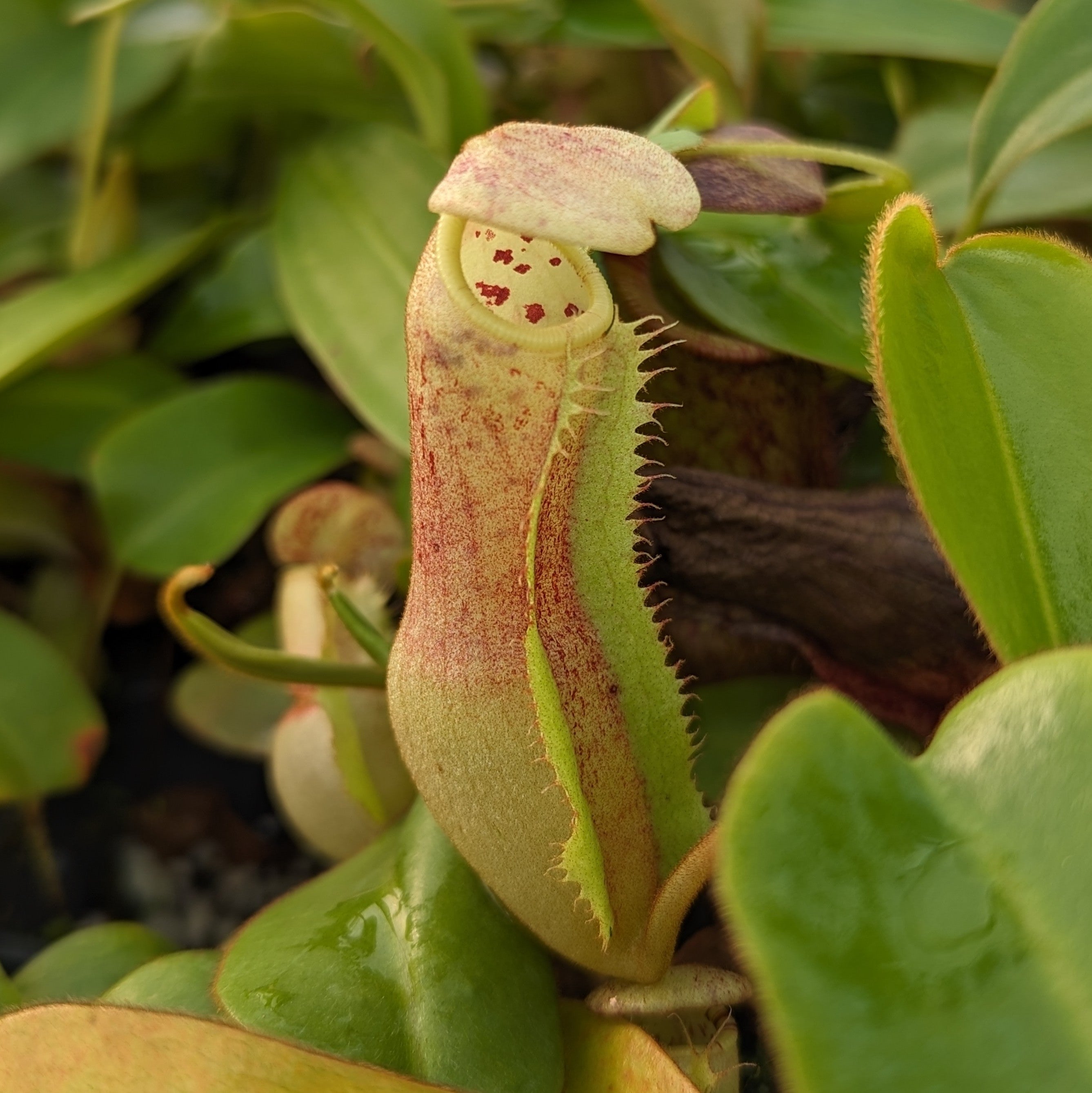Nepenthes (spectabilis x lowii) x clipeata, CAR-0265 – Carnivero