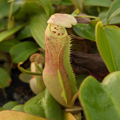 Nepenthes CAR-0265 pitcher close-up with pale yellow-green body pinkish hood and red speckles inside the mouth.