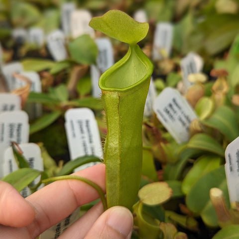 Green Nepenthes pitcher plant with a tall tubular pitcher and curved lid held in hand