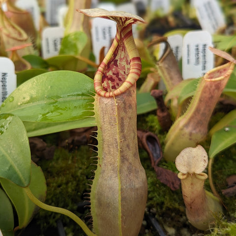 Tall Nepenthes eustachya x northiana veitchii hybrid with a long striped pitcher and curled hood in a mossy pot