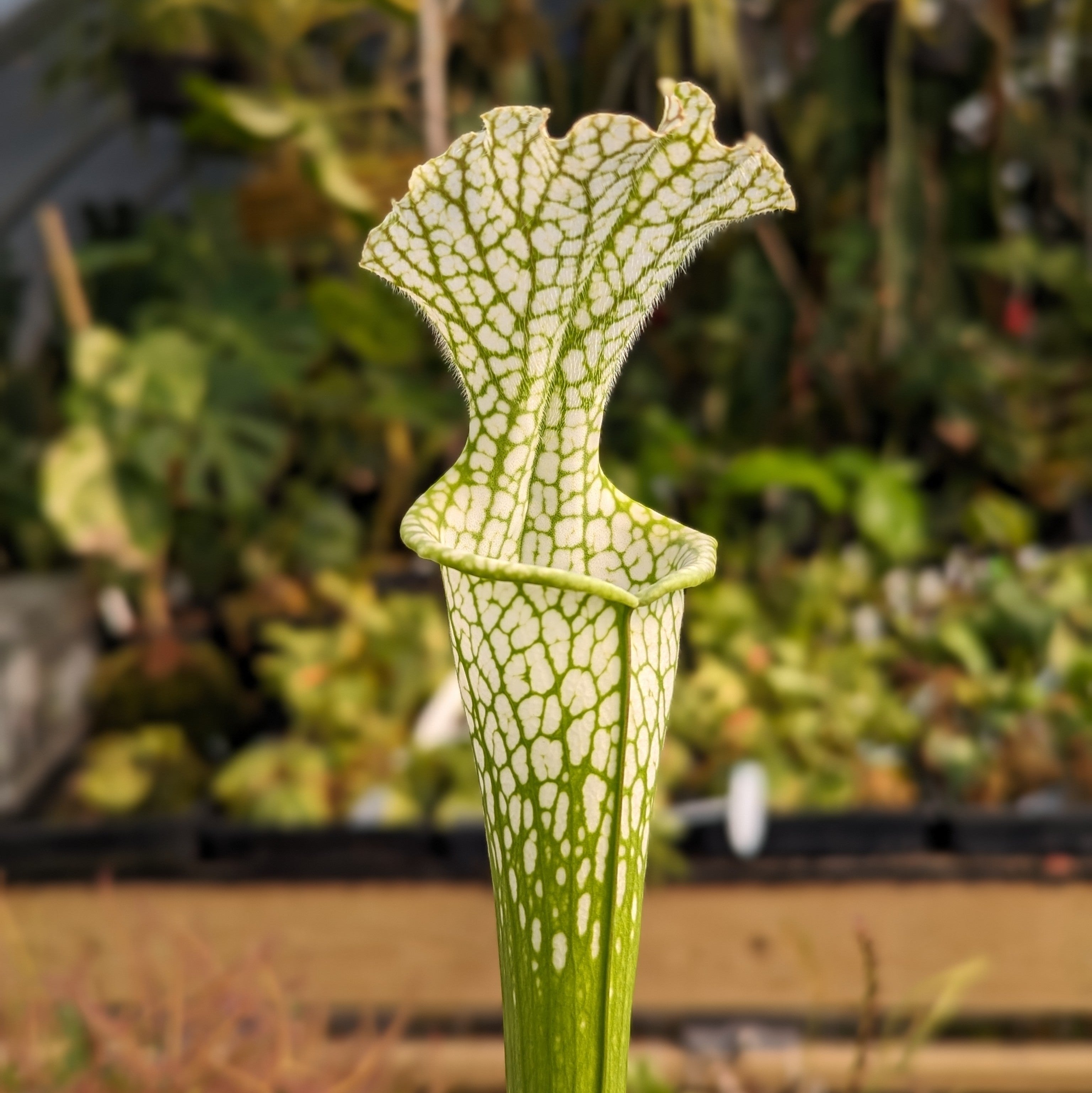 Sarracenia leucophylla, Washington Co, AL – Carnivero