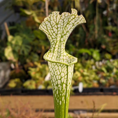 Sarracenia leucophylla Washington Co AL close up of pale white veined pitcher with frilly hood.