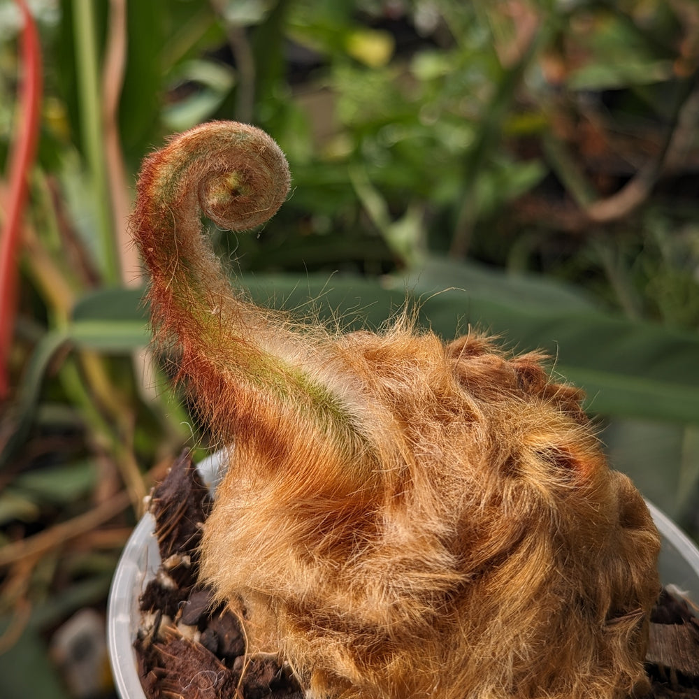 
                      
                        Cibotium barometz, Golden Chicken Fern, Woolly Fern
                      
                    