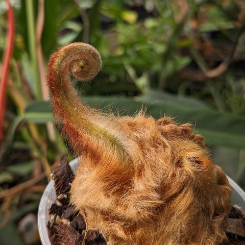 Curling furry fiddlehead of Golden Chicken Fern Cibotium barometz in a pot