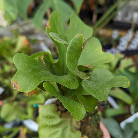 Close up of a dwarf Platycerium ridleyi staghorn fern with broad green lobed fronds