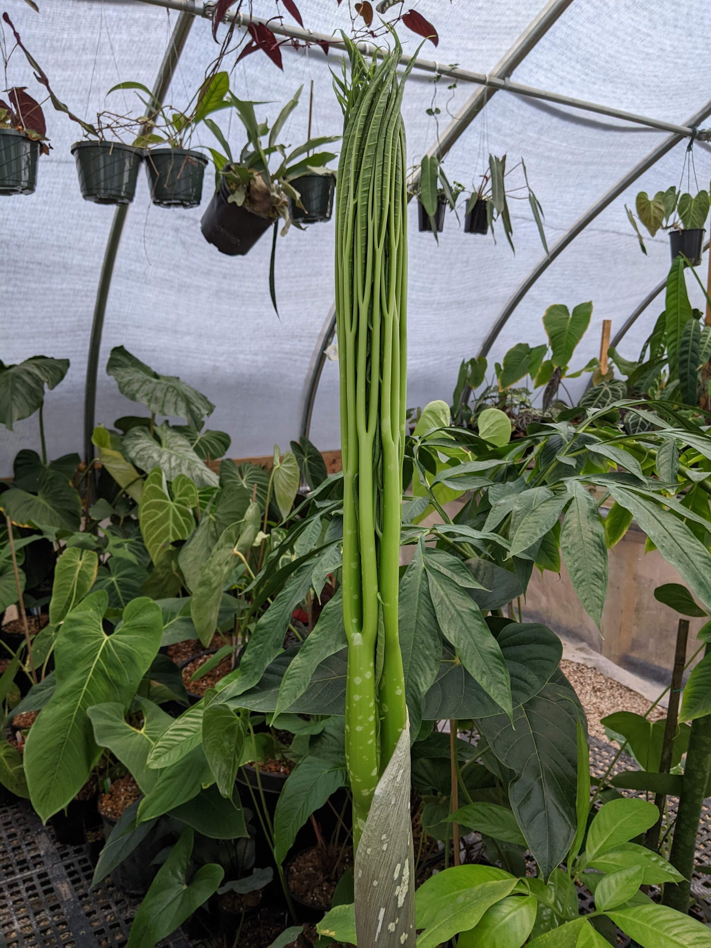 corpse plant seeds Amorphophallus titanum, Corpse Flower, Corpse Plant – Carnivero