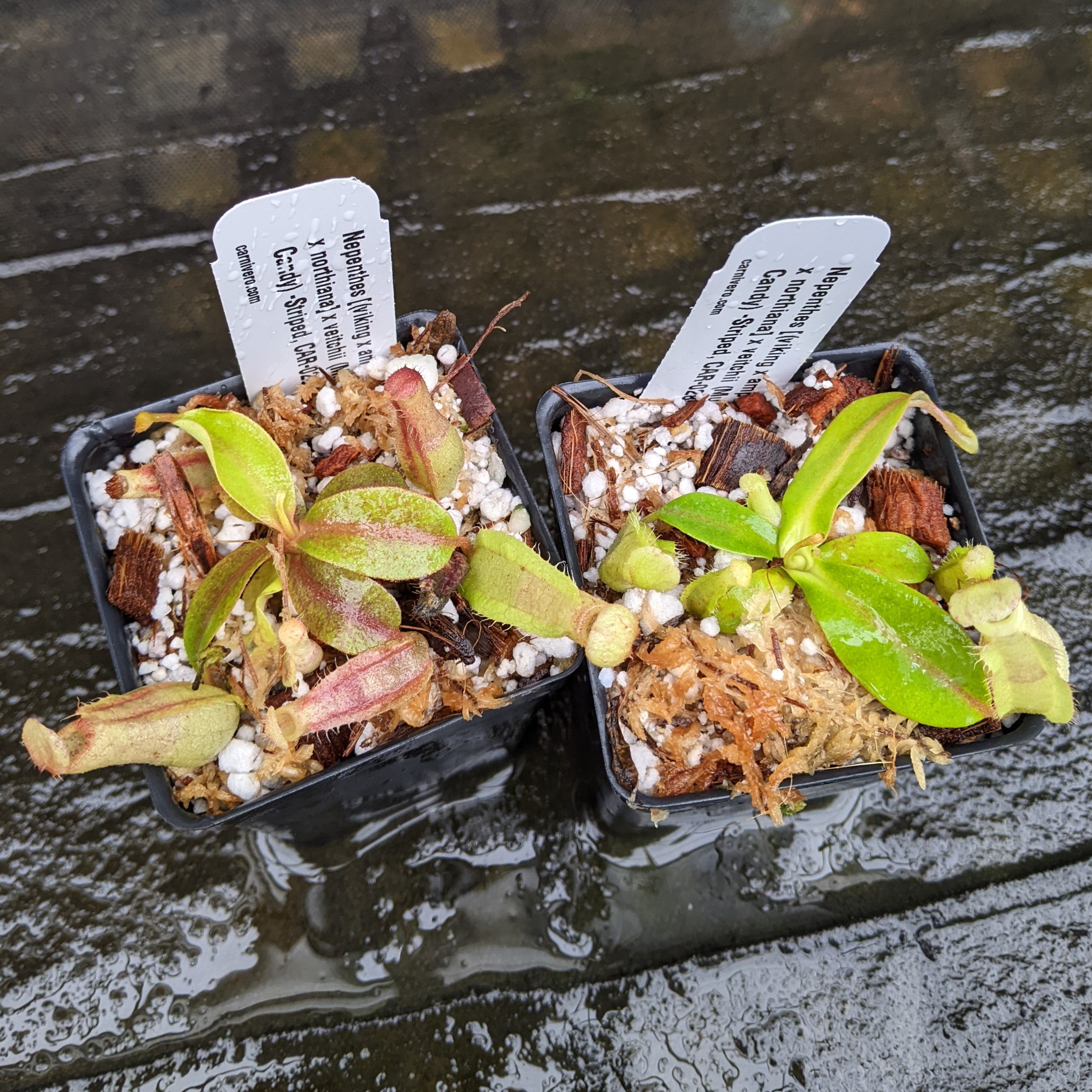 NEPENTHES in print 複数号セット売り アーカイブ NEPENTHES in print 複数号セット売り アーカイブ NEPENTHES in print