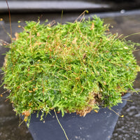 Live Carpet Moss for Terrariums Flat Moss Carpet Moss Mossarium