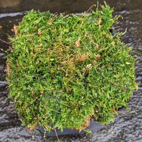 Dense bright green live moss mat with slender brown sporophyte stalks.