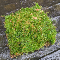 Live Moss Carpet