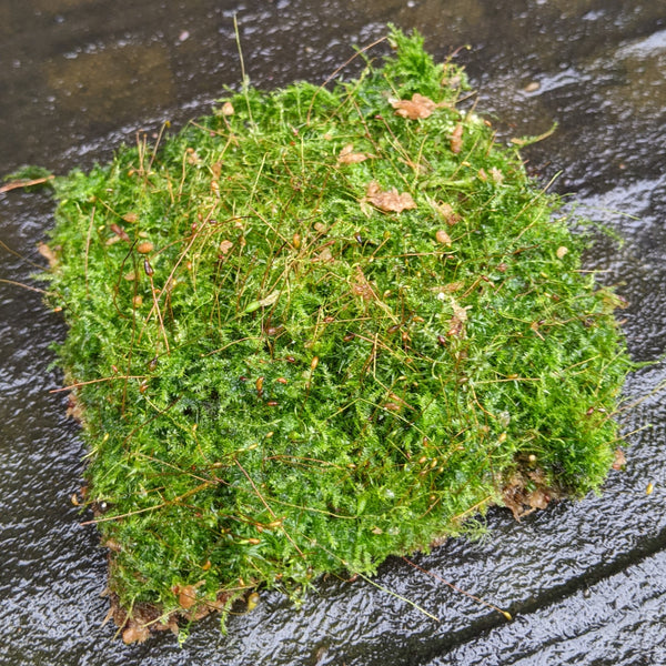 Live Terrarium Moss. Live Carpet Moss