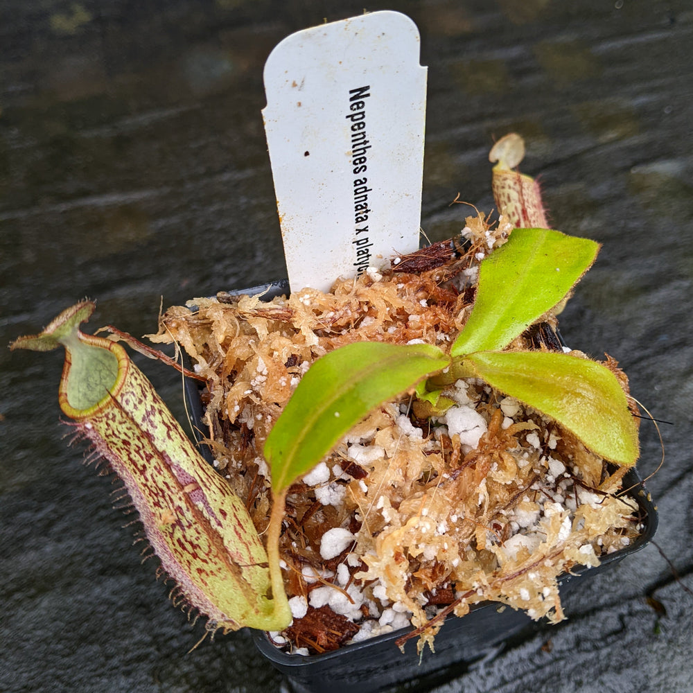 
                      
                        Nepenthes adnata x platychila, CAR-0320
                      
                    