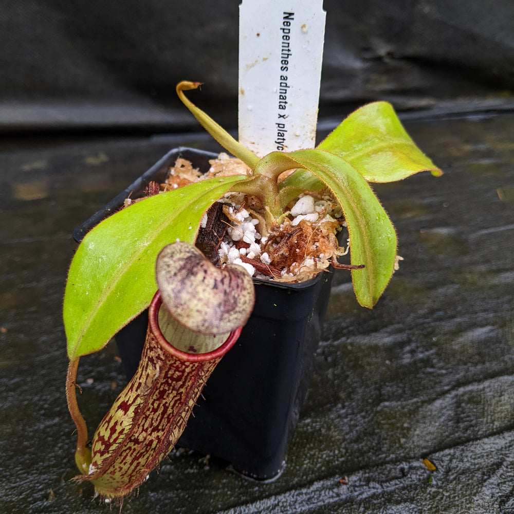 
                      
                        Nepenthes adnata x platychila, CAR-0320
                      
                    