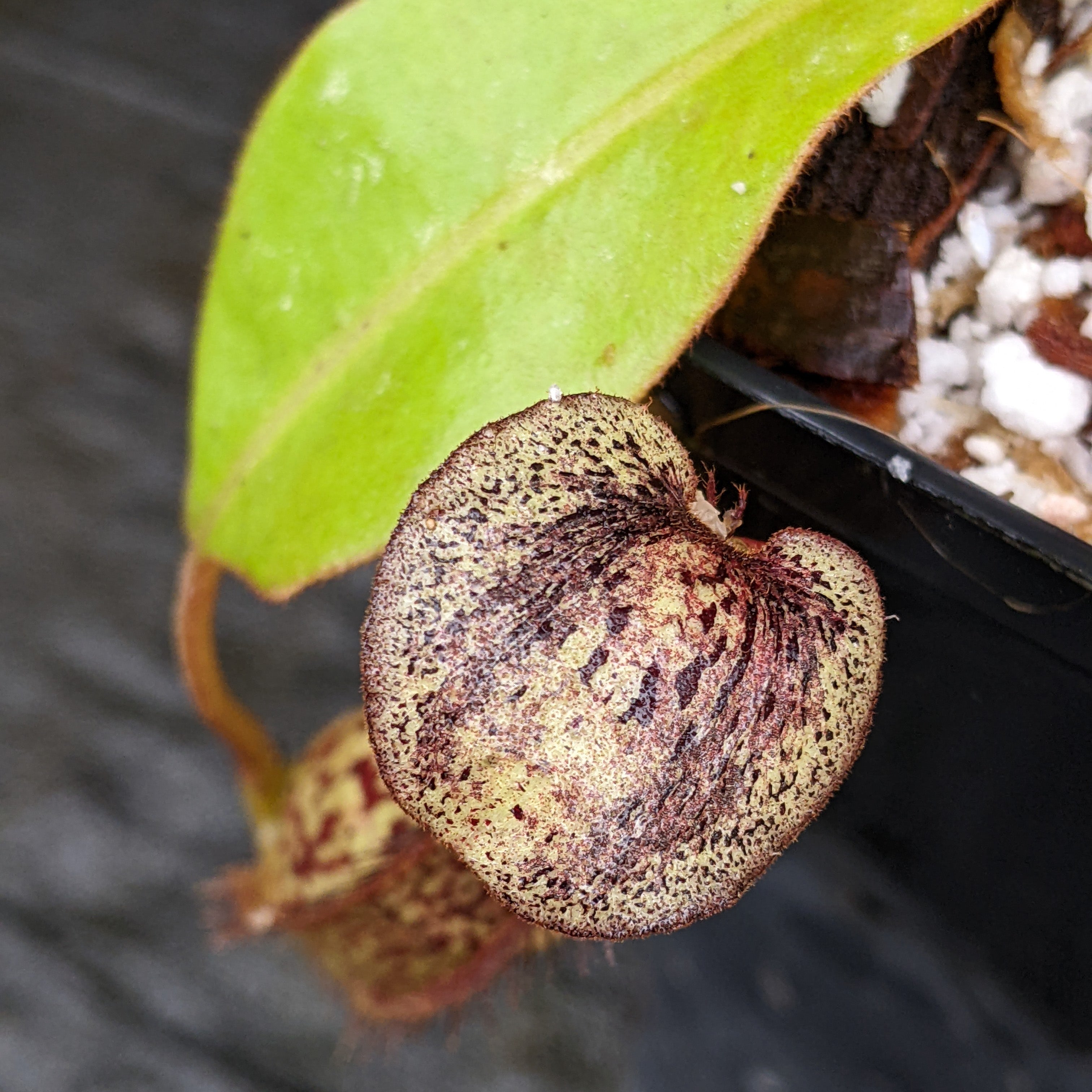 Nepenthes adnata x platychila, CAR-0320 – Carnivero