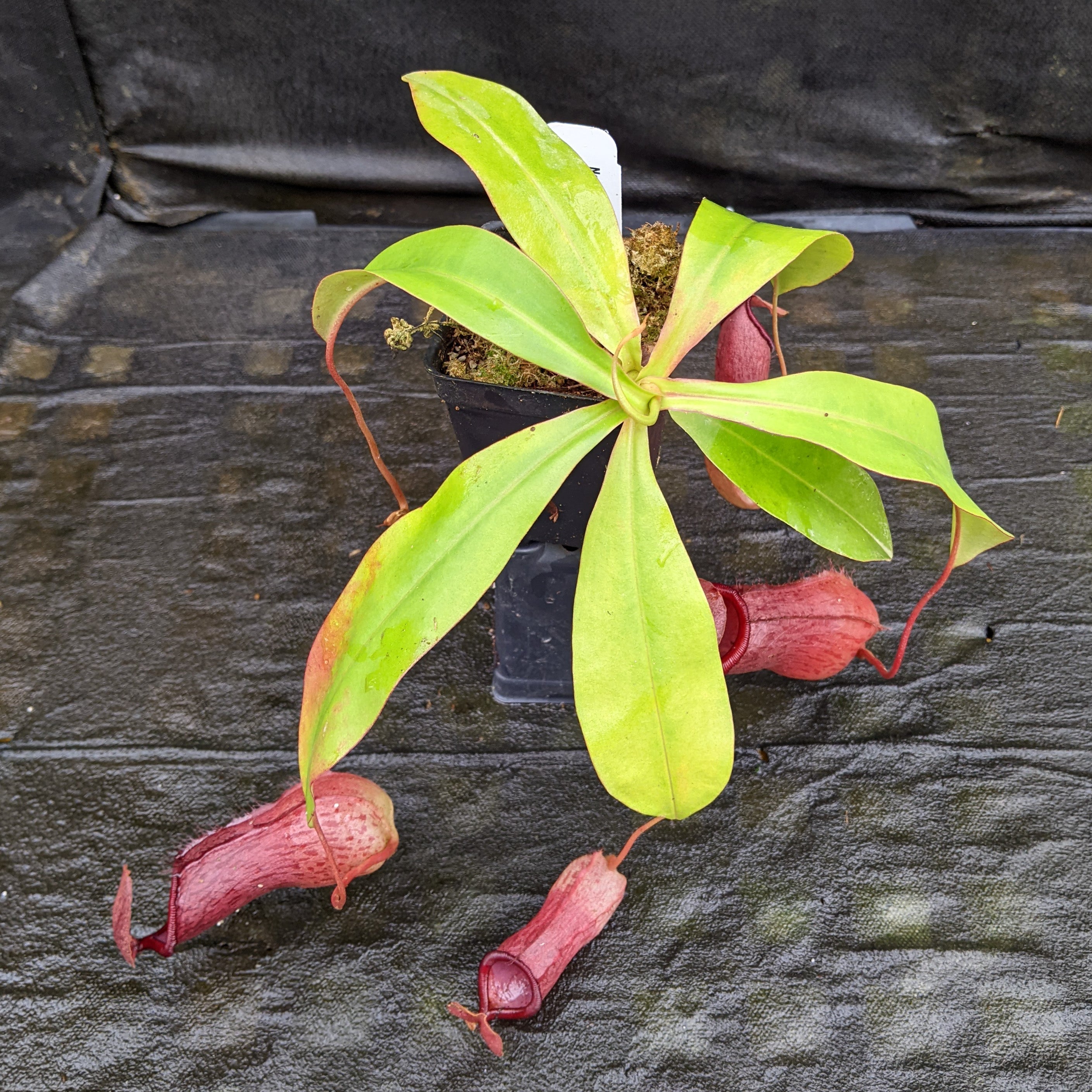 Nepenthes alata x (ventricosa x sibuyanensis), CAR-0321 – Carnivero
