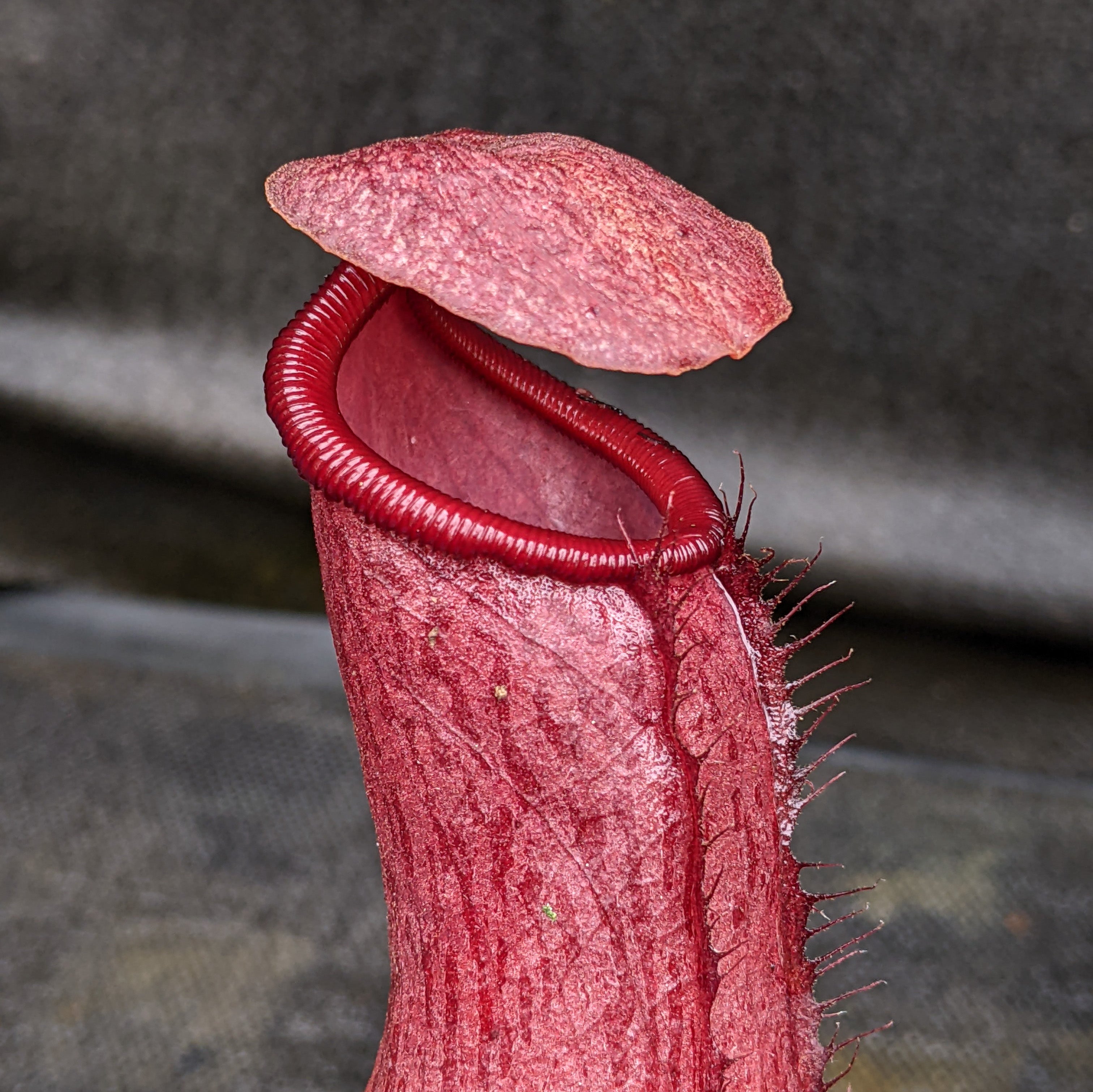 Nepenthes alata x (ventricosa x sibuyanensis), CAR-0321 – Carnivero