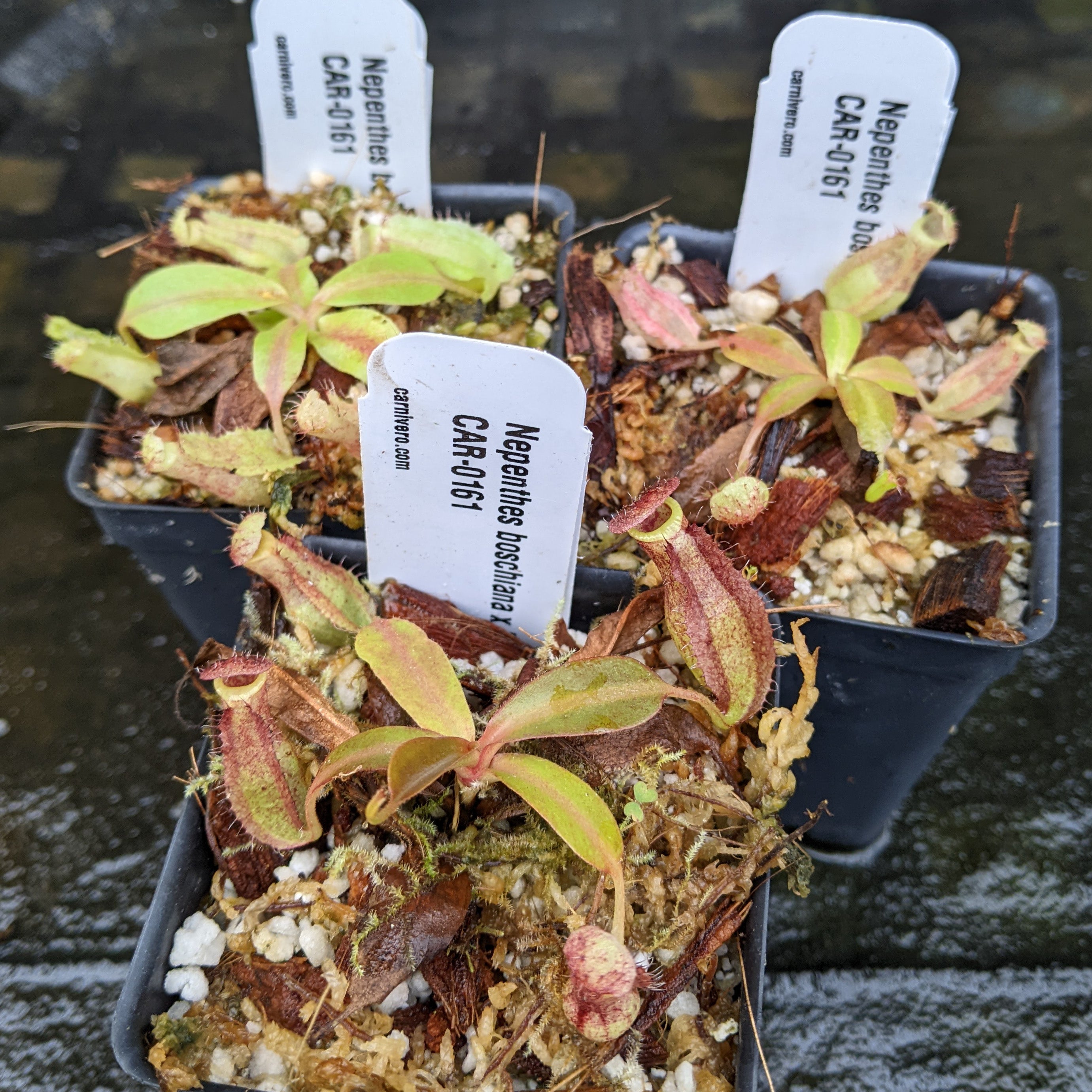 Nepenthes boschiana x Rokko, CAR-0161 – Carnivero
