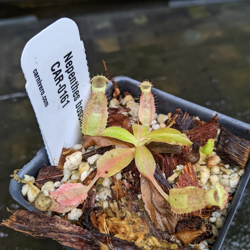 
                      
                        Nepenthes boschiana x Rokko, CAR-0161, pitcher plant, carnivorous plant, collectors plant, large pitchers, rare plants 
                      
                    