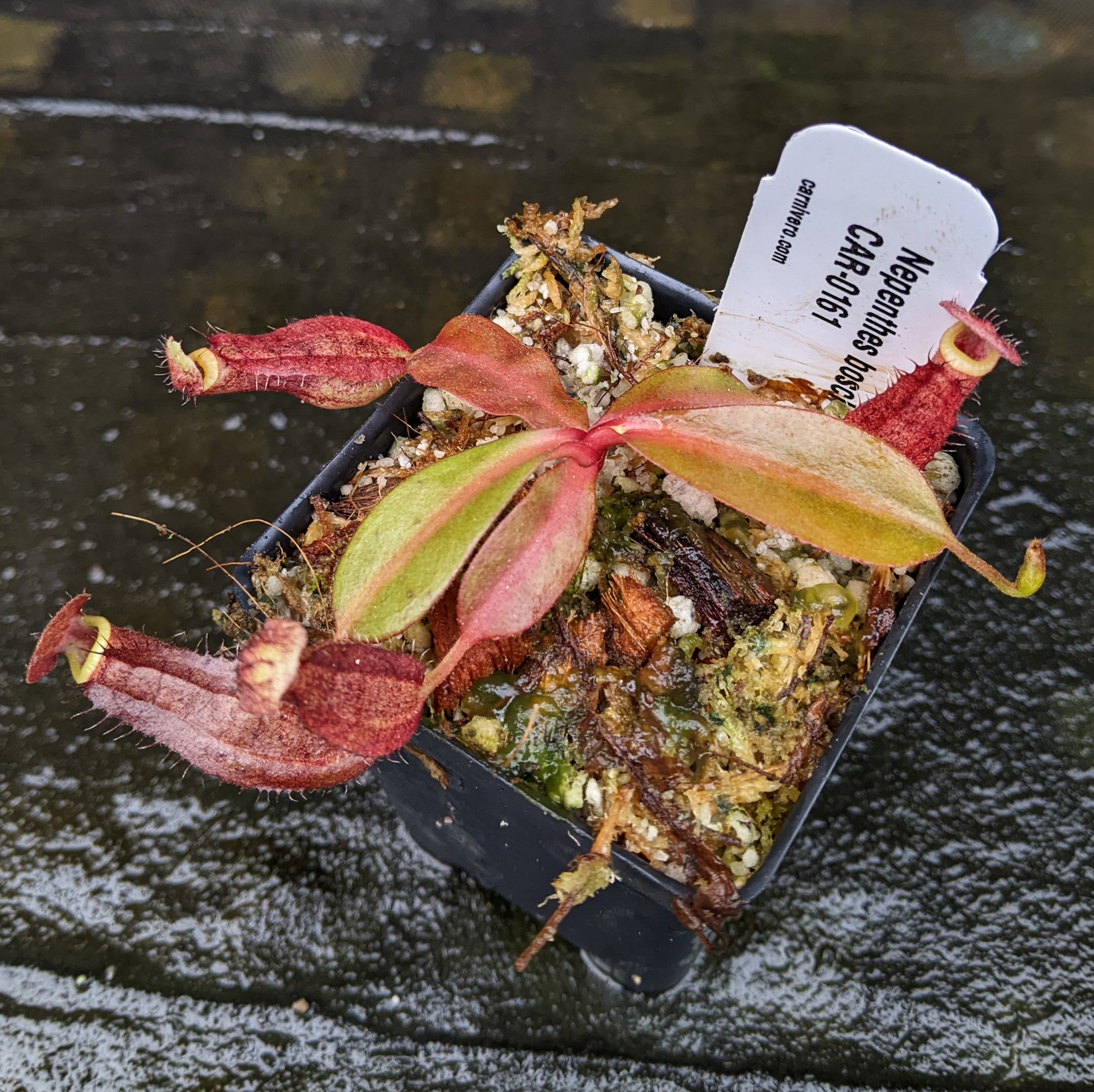 Nepenthes boschiana x Rokko, CAR-0161 – Carnivero