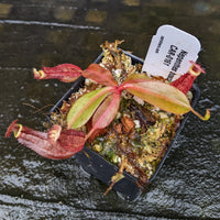 Nepenthes boschiana x Rokko, CAR-0161