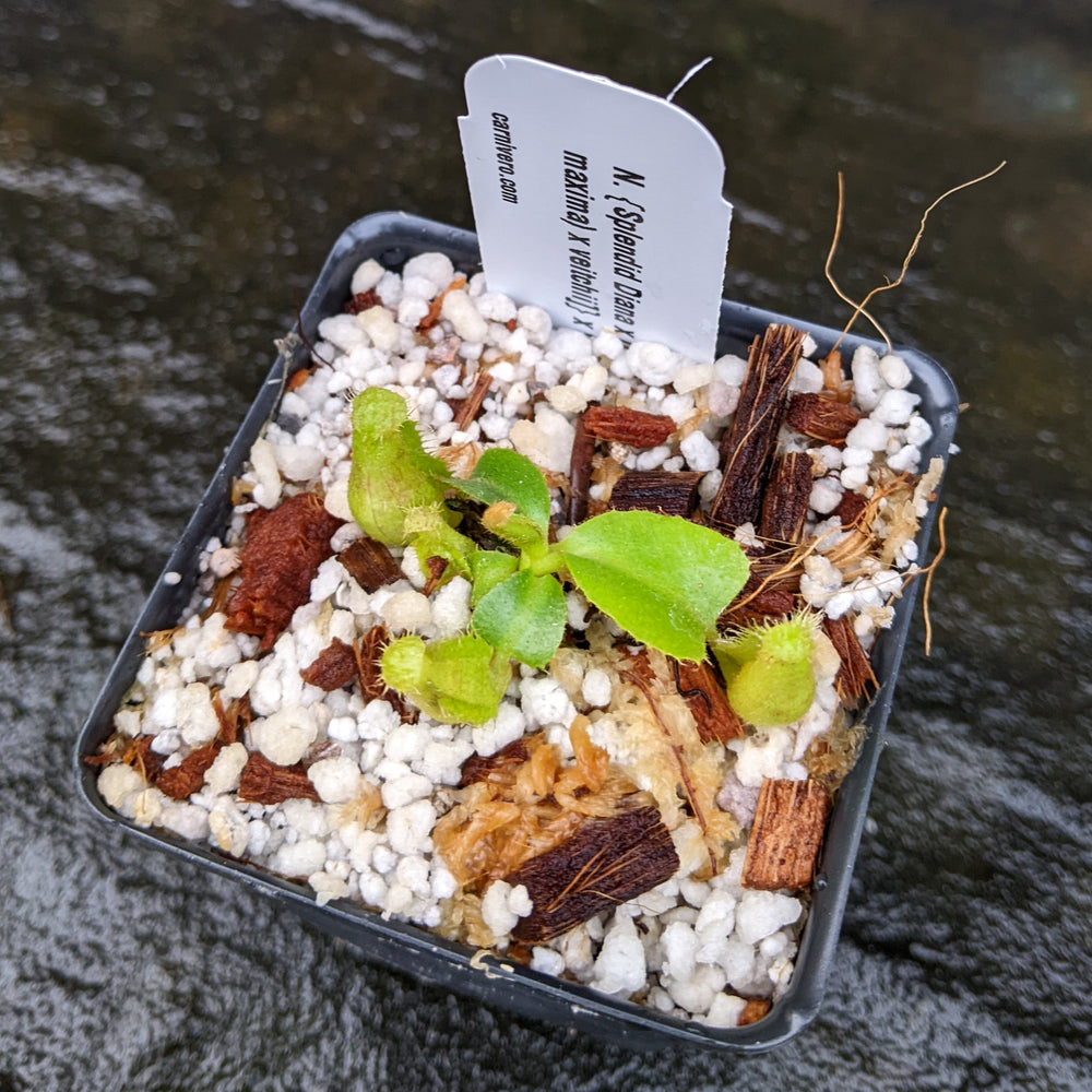 
                      
                        Nepenthes {Splendid Diana x [(veitchii x maxima) x veitchii]} x truncata (c)-A, CAR-0319
                      
                    