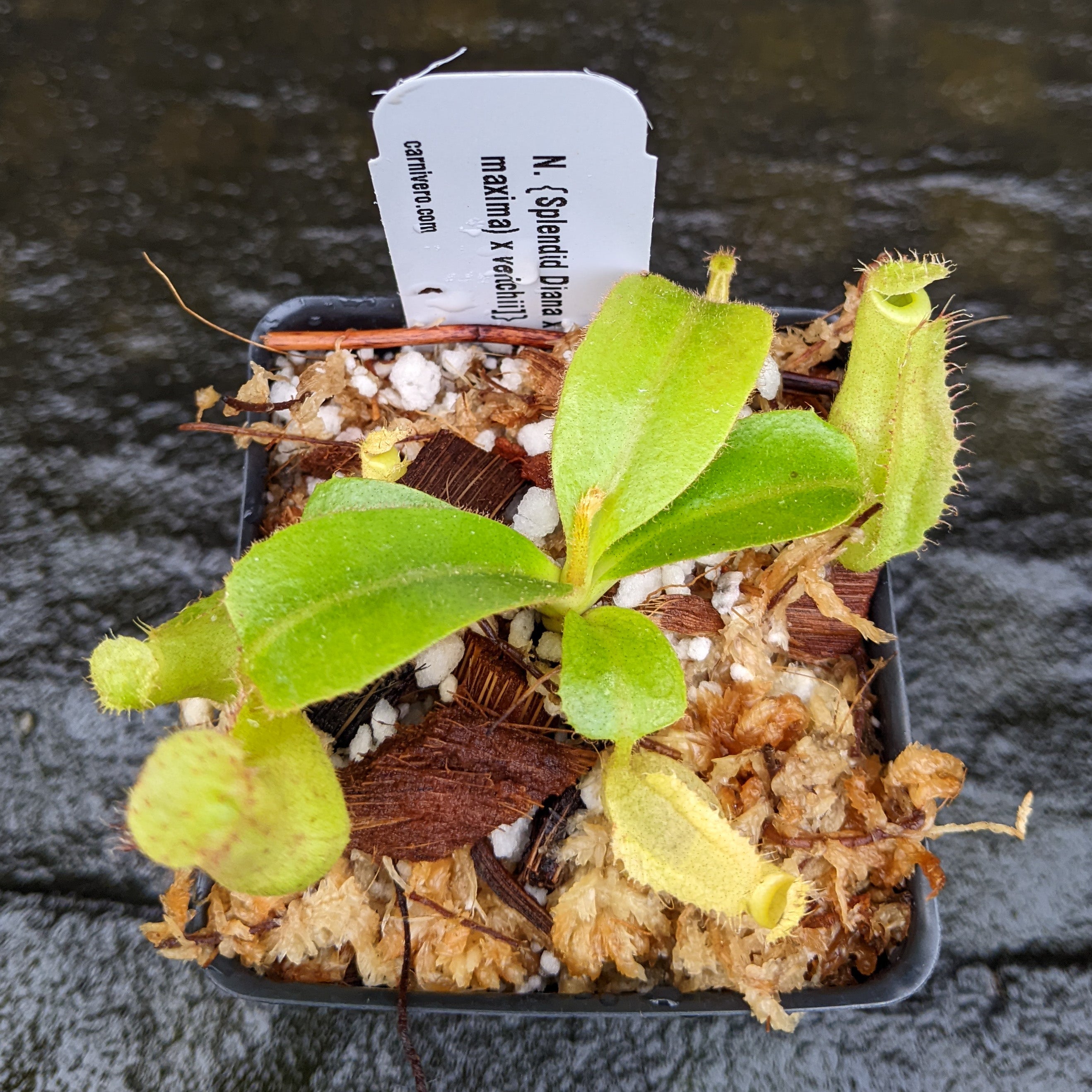 Nepenthes {Splendid Diana x [(veitchii x maxima) x veitchii]} x