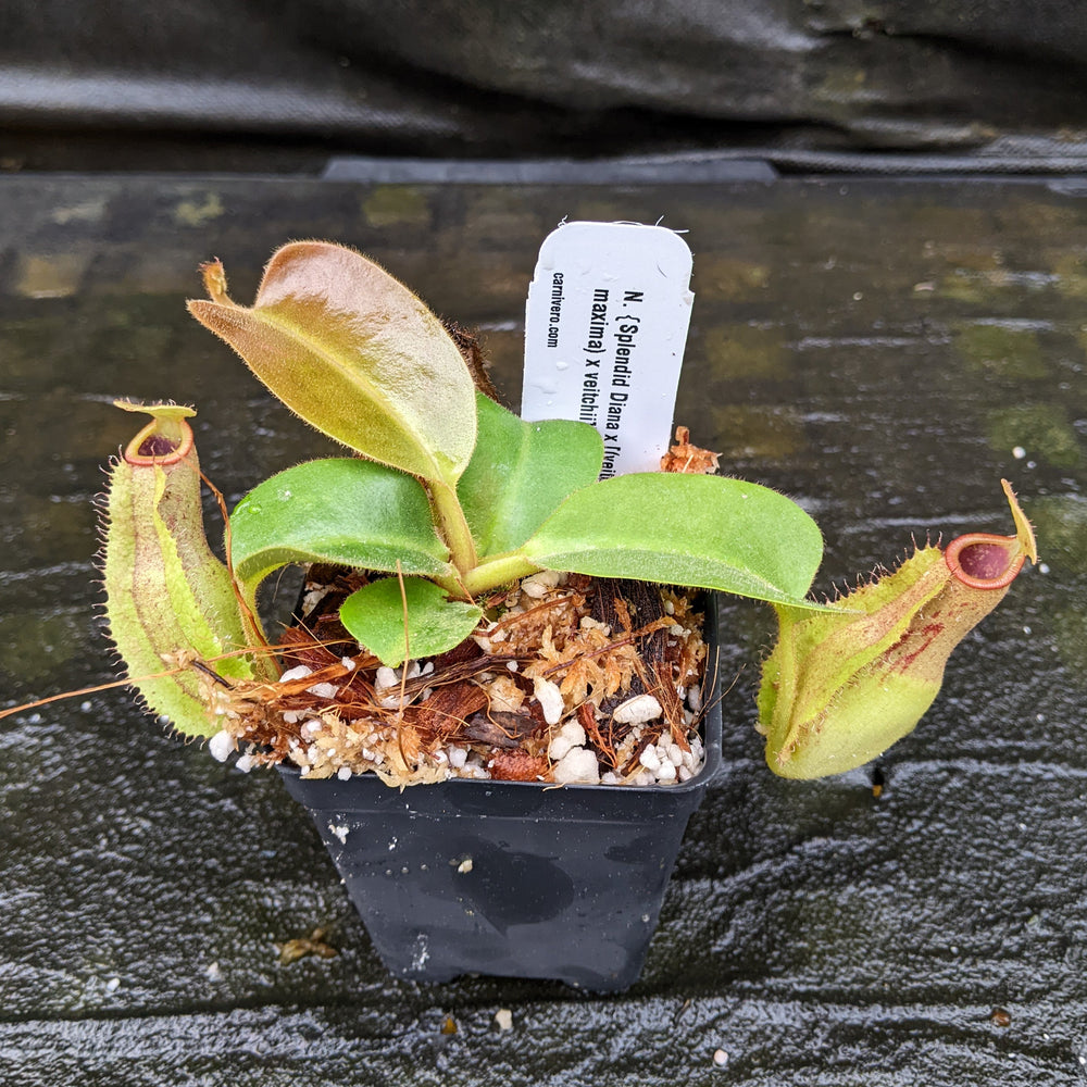 
                      
                        Nepenthes {Splendid Diana x [(veitchii x maxima) x veitchii]} x truncata (c)-A, CAR-0319
                      
                    