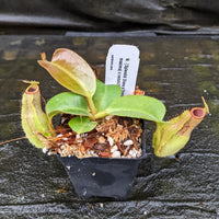 Nepenthes {Splendid Diana x [(veitchii x maxima) x veitchii]} x truncata (c)-A, CAR-0319