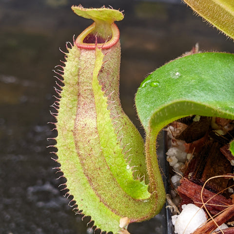 Close-up of a Nepenthes pitcher plant with a pale green tubular pitcher and red rim in a pot