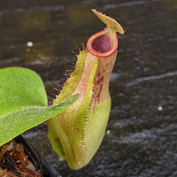 Nepenthes {Splendid Diana x [(veitchii x maxima) x veitchii]} x truncata (c)-A, CAR-0319