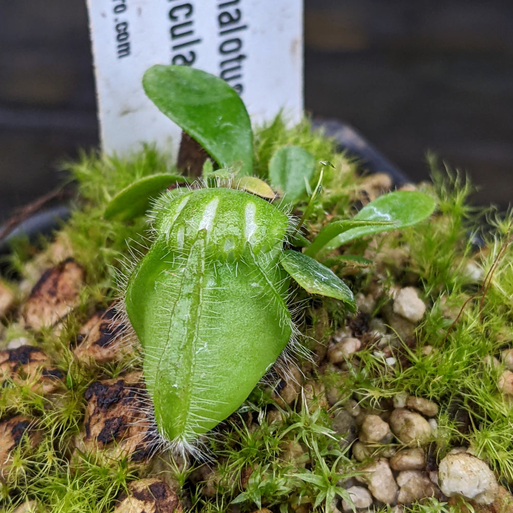 
                      
                        Cephalotus follicularis
                      
                    