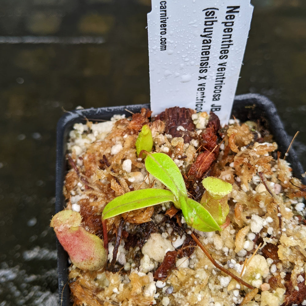 
                      
                        Nepenthes ventricosa JB x (sibuyanensis x ventricosa) BE, CAR-0322, pitcher plant, carnivorous plant, collectors plant, large pitchers, rare plants 
                      
                    