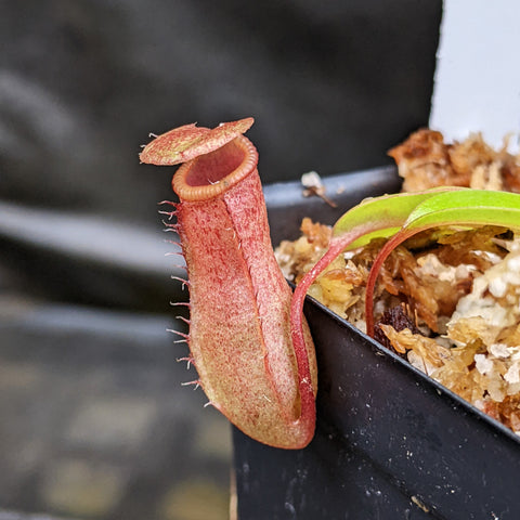 Close up of a pink red Nepenthes pitcher with a curved lid on a JB x sibuyanensis x ventricosa BE plant.