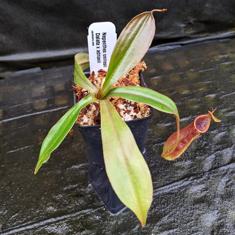 
                      
                        Nepenthes smilesii Dalata x adrianii, CAR-0324, pitcher plant, carnivorous plant, collectors plant, large pitchers, rare plants
                      
                    