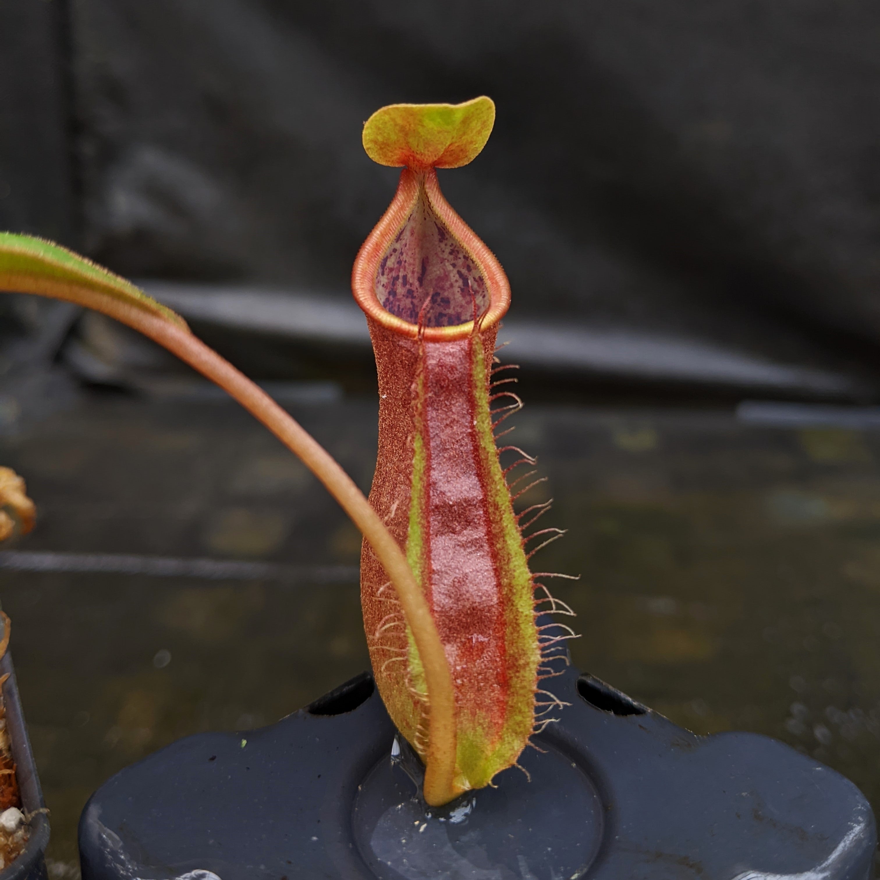 Nepenthes smilesii Dalata x adrianii, CAR-0324 – Carnivero