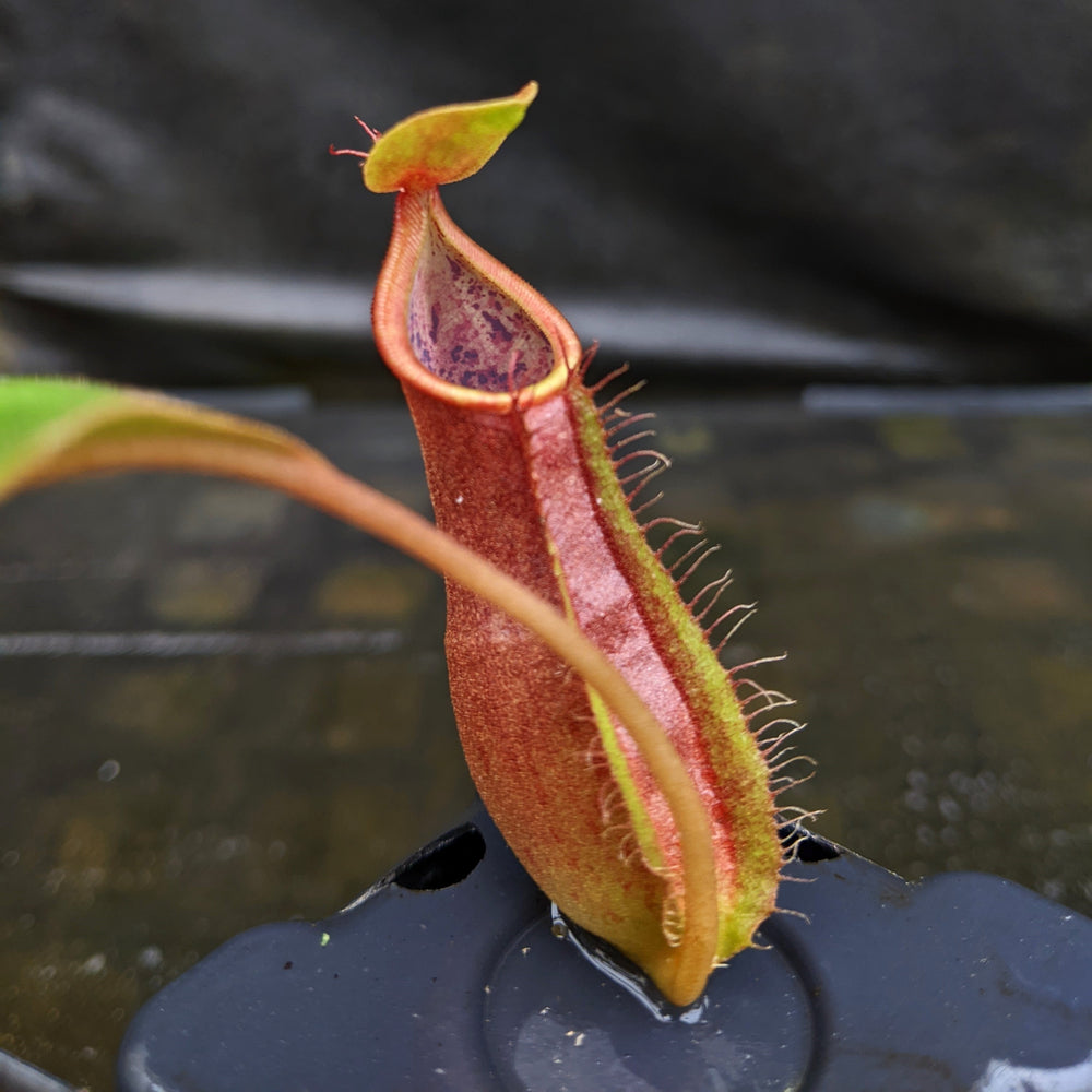 
                      
                        Nepenthes smilesii Dalata x adrianii, CAR-0324, pitcher plant, carnivorous plant, collectors plant, large pitchers, rare plants
                      
                    