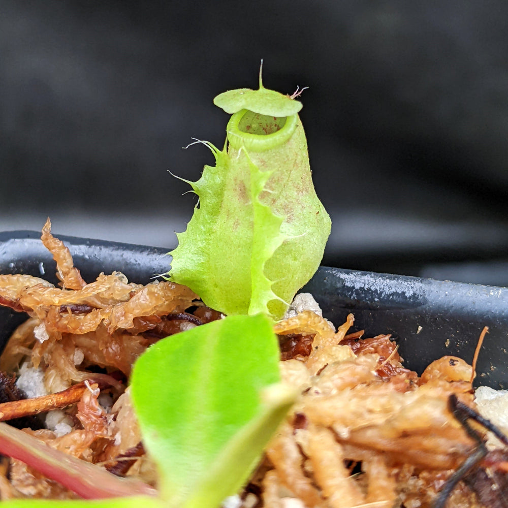 
                      
                        Nepenthes smilesii Dalata x adrianii, CAR-0324, pitcher plant, carnivorous plant, collectors plant, large pitchers, rare plants
                      
                    