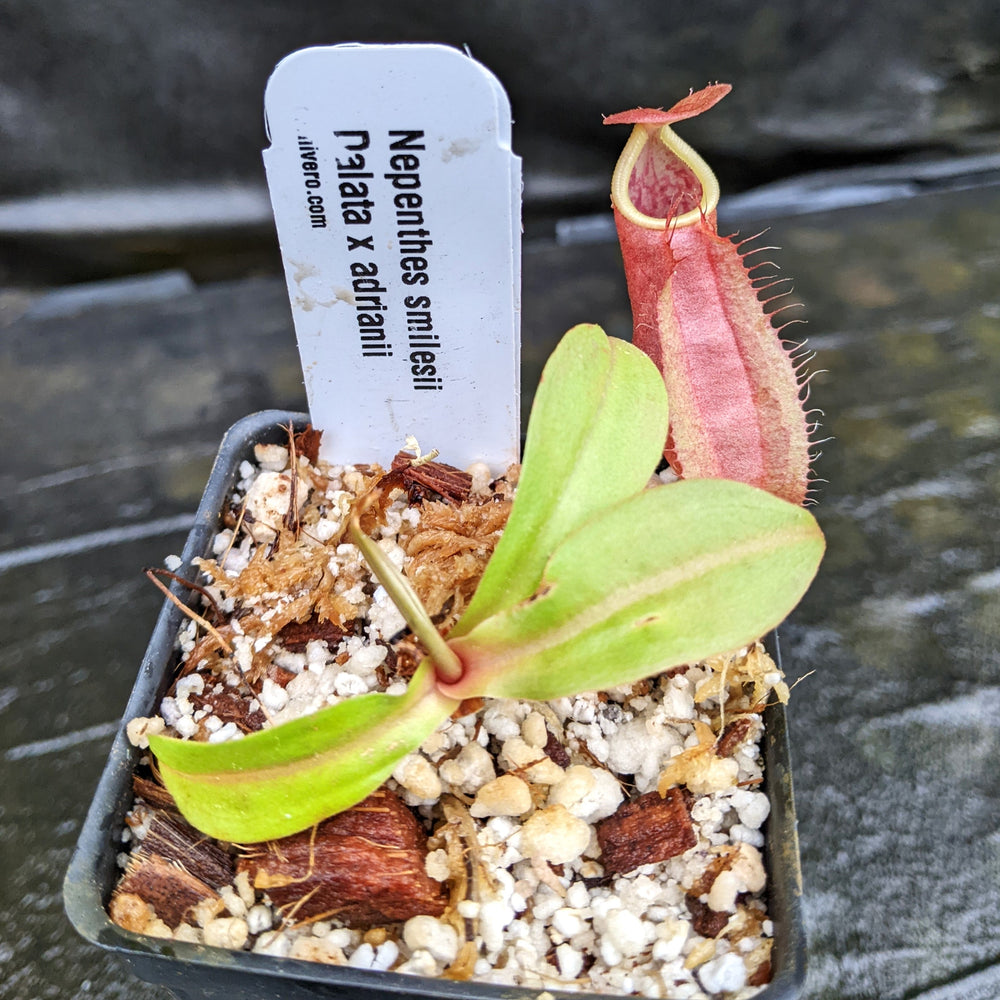 
                      
                        Nepenthes smilesii Dalata x adrianii, CAR-0324, pitcher plant, carnivorous plant, collectors plant, large pitchers, rare plants
                      
                    