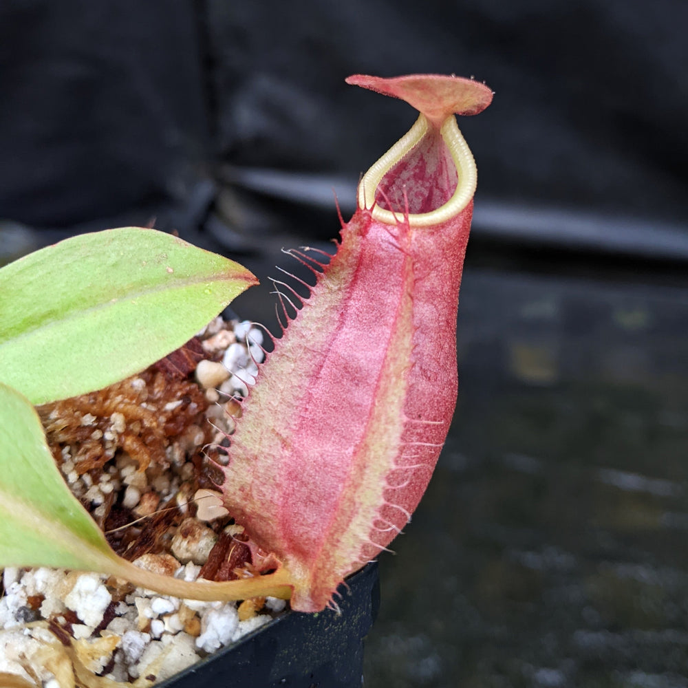 
                      
                        Nepenthes smilesii Dalata x adrianii, CAR-0324, pitcher plant, carnivorous plant, collectors plant, large pitchers, rare plants
                      
                    