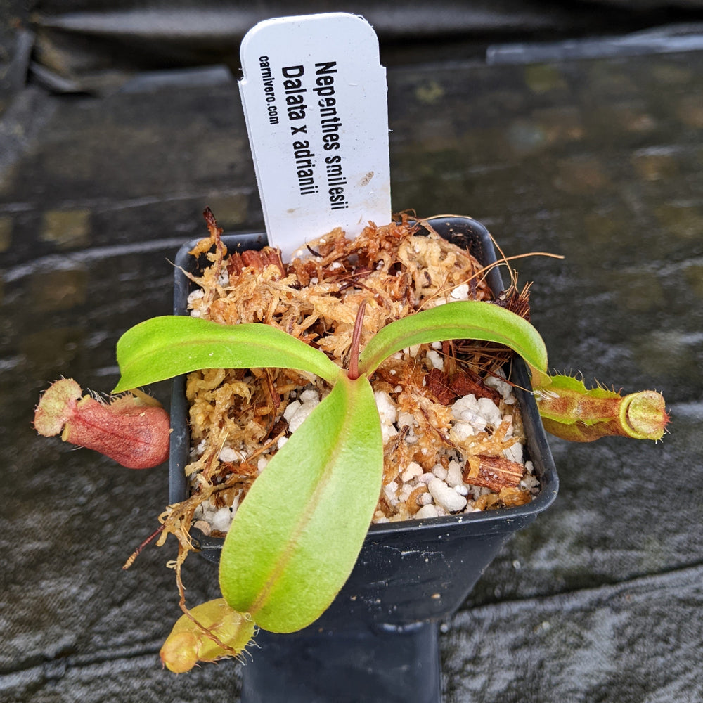 
                      
                        Nepenthes smilesii Dalata x adrianii, CAR-0324, pitcher plant, carnivorous plant, collectors plant, large pitchers, rare plants
                      
                    