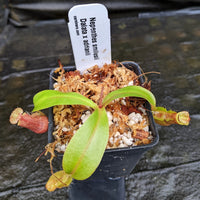 Nepenthes smilesii Dalata x adrianii, CAR-0324, pitcher plant, carnivorous plant, collectors plant, large pitchers, rare plants