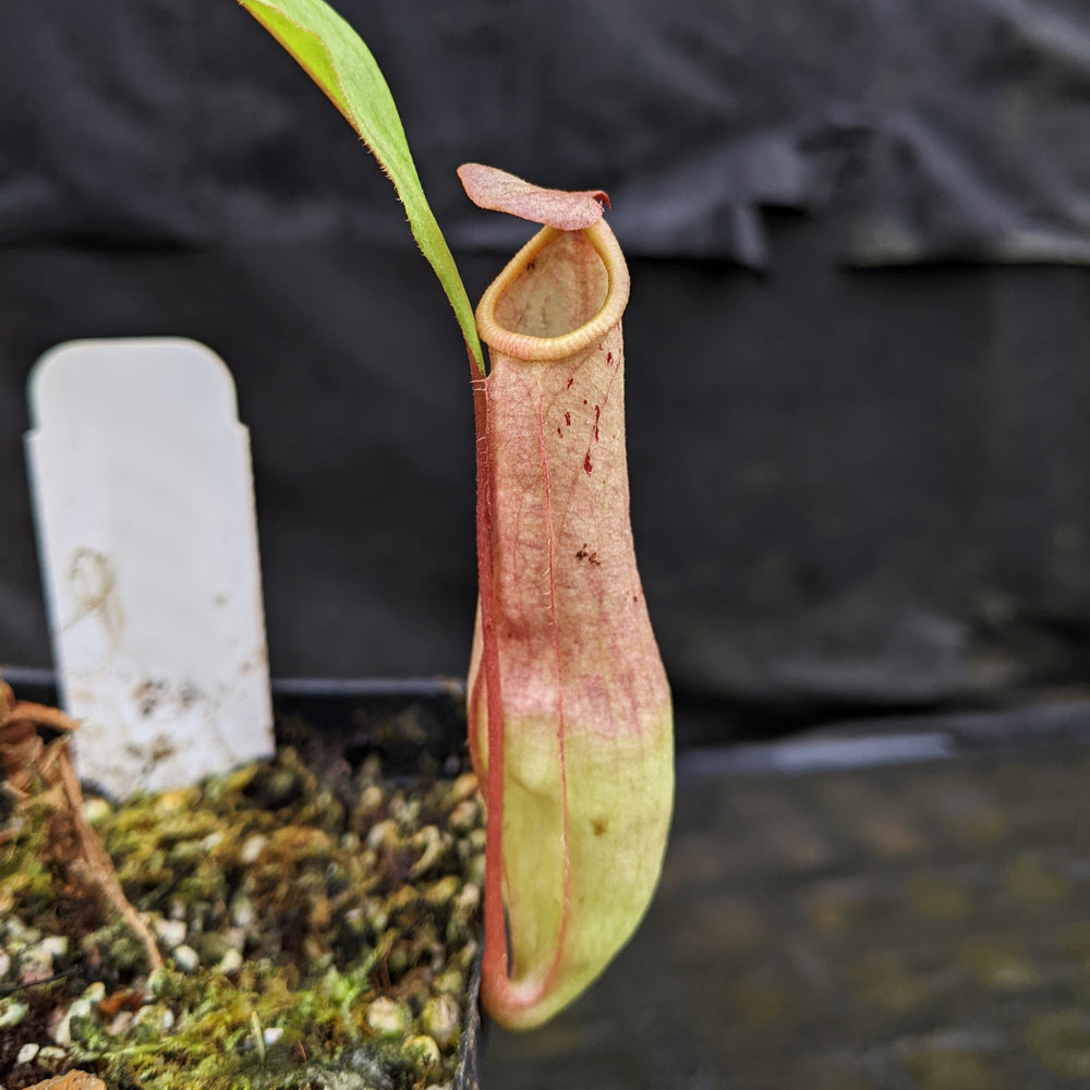 
                      
                        Nepenthes "Moonpalm"
                      
                    