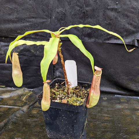 Nepenthes Moonpalm plant with long pale green leaves and hanging tubular pitchers in a small pot