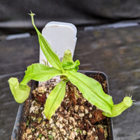 Nepenthes "Moonpalm"